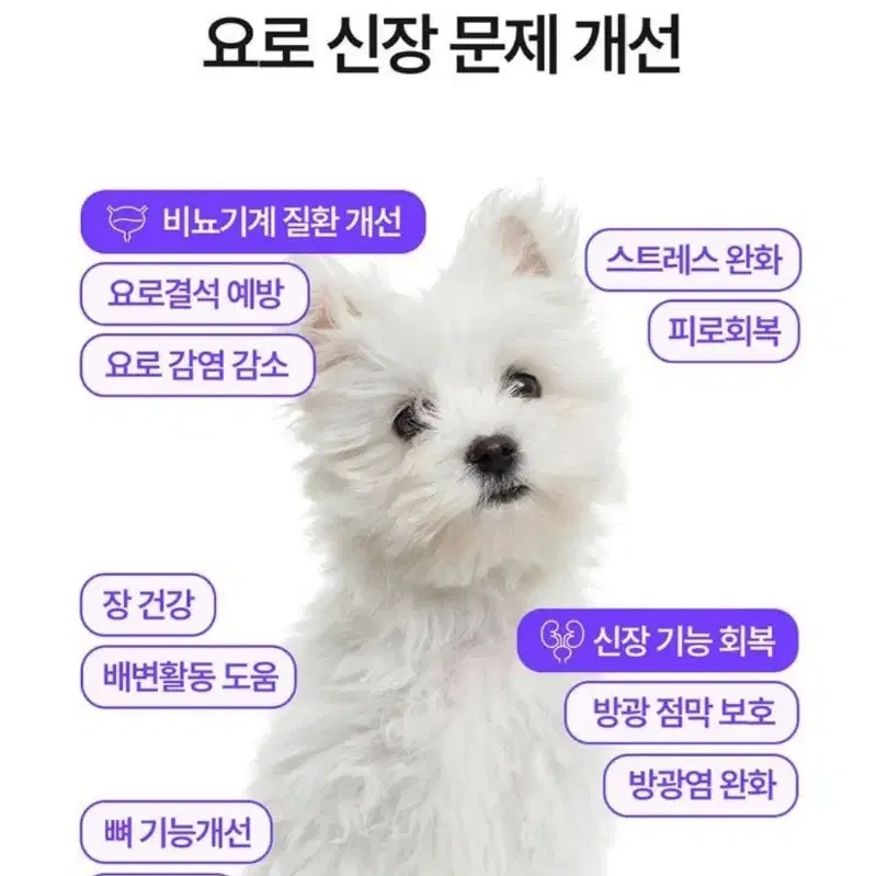 강아지 비뇨 배뇨 요로 신장 영양제