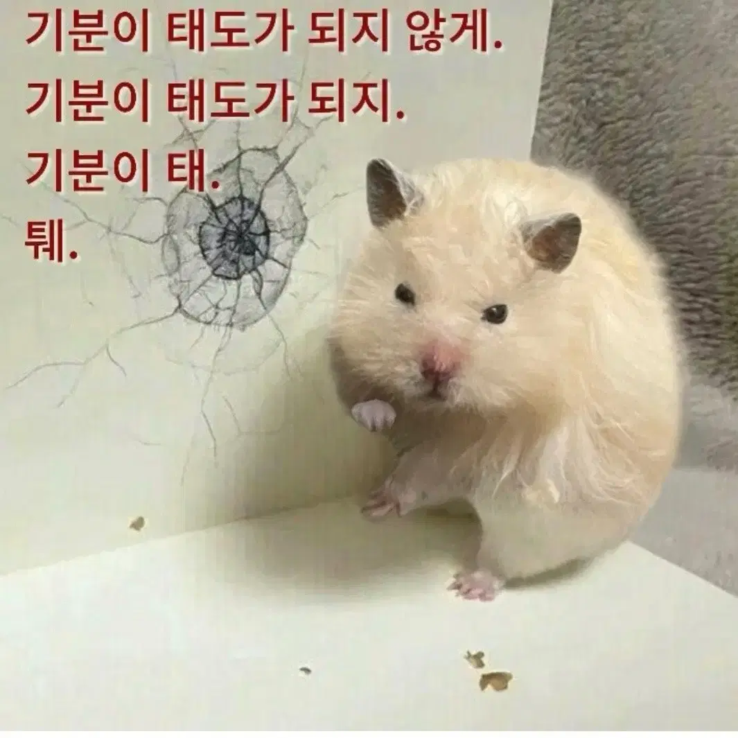 오늘 에버랜드 오후권 구해요 두장 구합니다