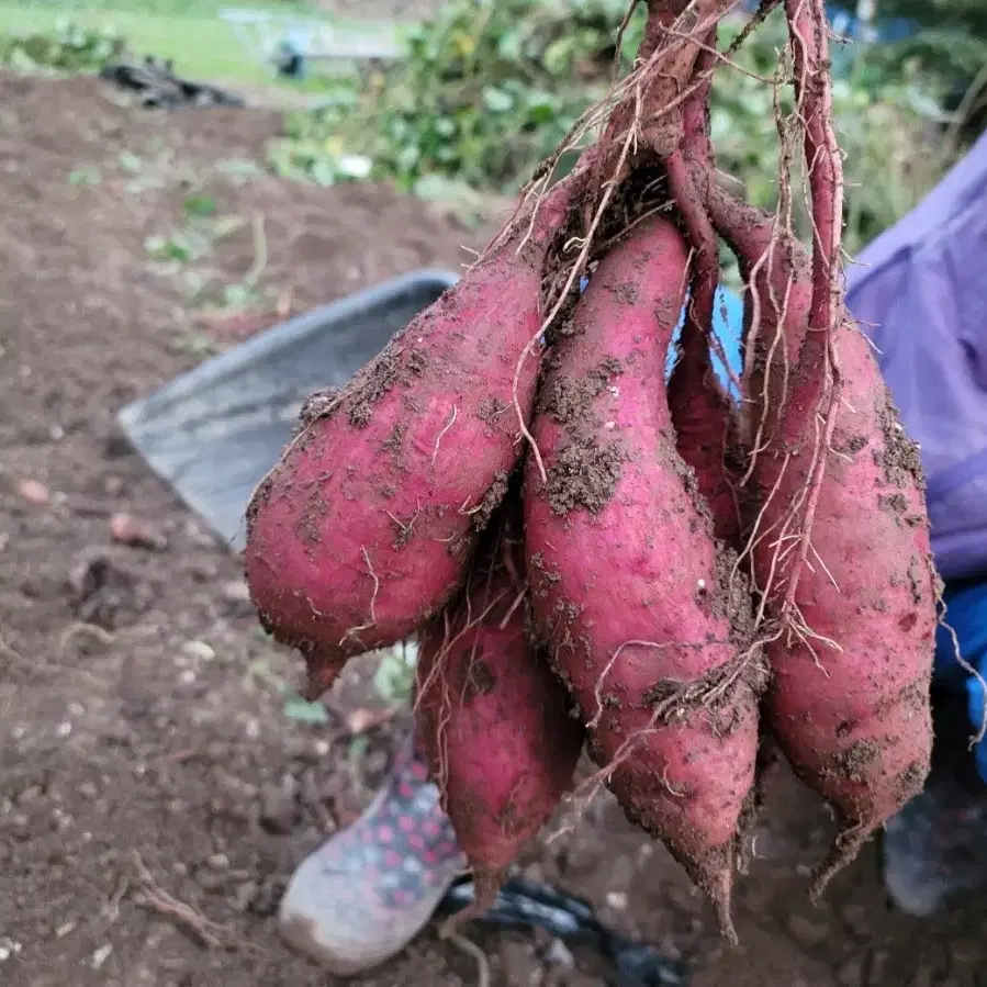 [무료배송] 호박밤고구마10kg