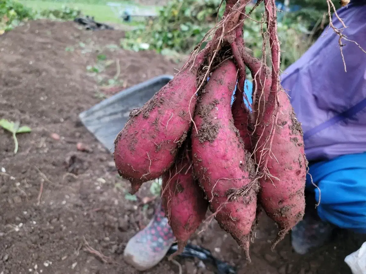 [무료배송] 밤고구마10kg