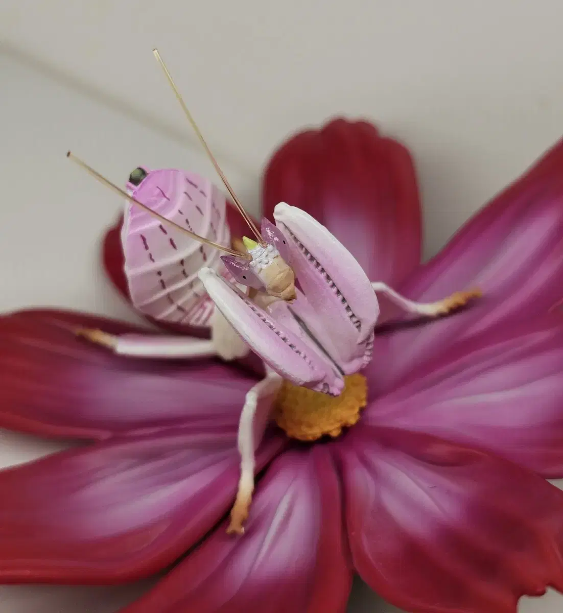 Takaratomi Orchid Mantis Biological Atlas Deciduous Mantis Figure