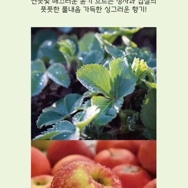 [네이처퓸] 리얼 청사과 향수