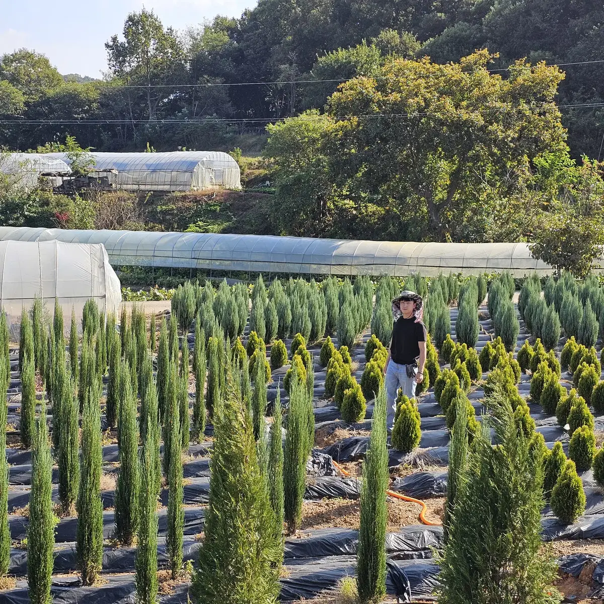 블루 에로우, 문그로우, 골든 스마라그 예약판매 합니다