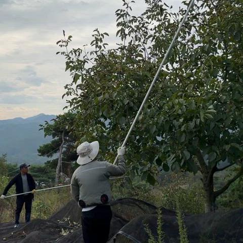 국산 알호두 햇호두(경북 영주)