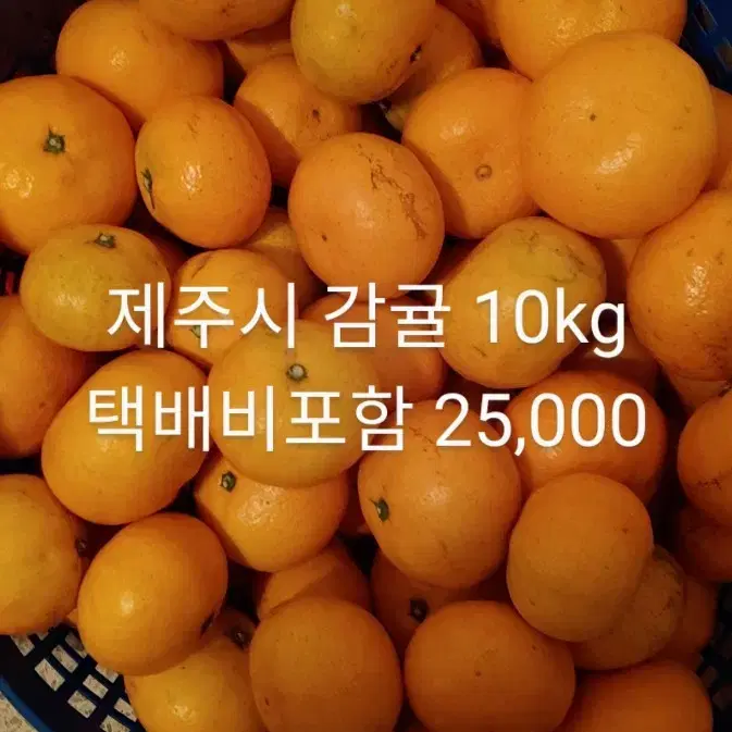 귤감귤제주감귤 밀감