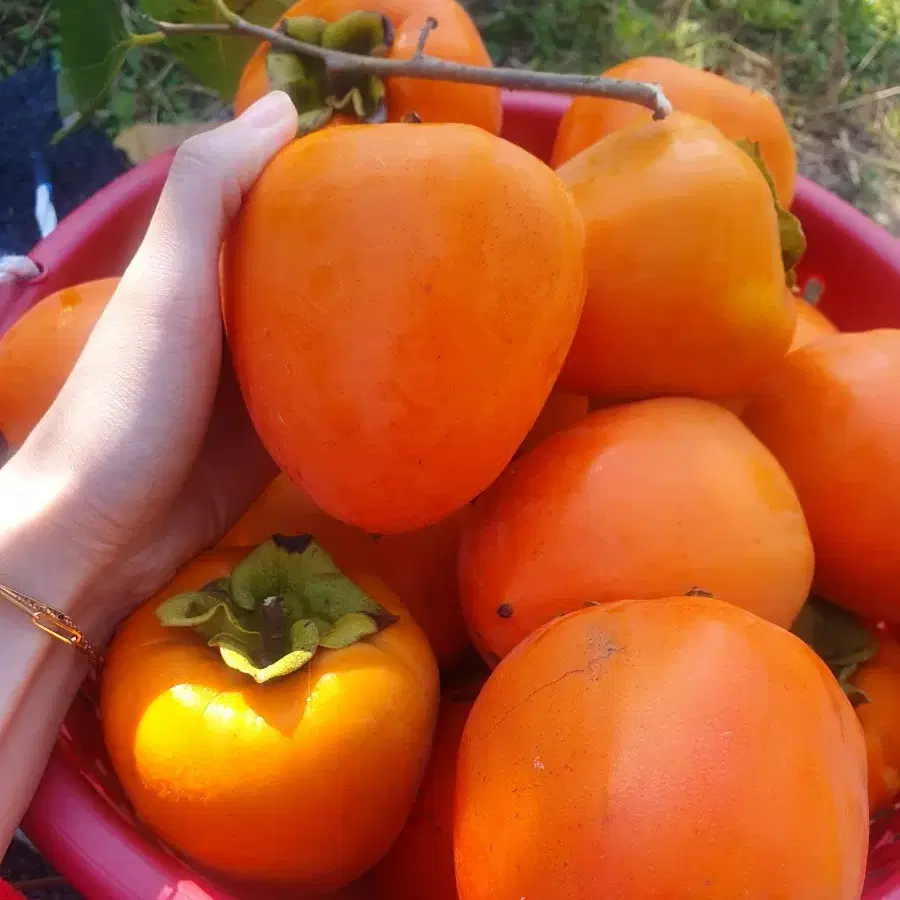 마지막시즌)대봉감 10kg 감 홍시 말랭이 곶감 제철과일