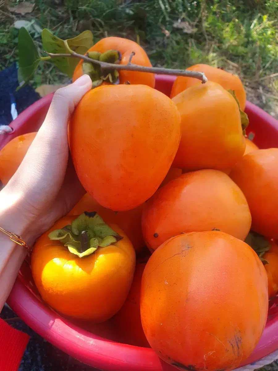 마지막시즌)대봉감 10kg 감 홍시 말랭이 곶감 제철과일