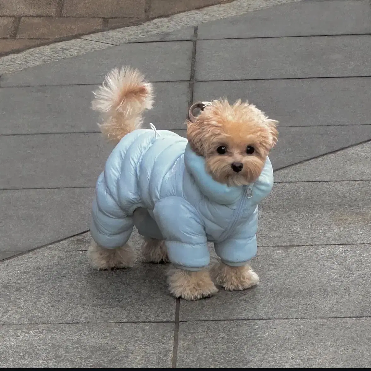 강아지 패딩 밸로아 올인원패딩 M