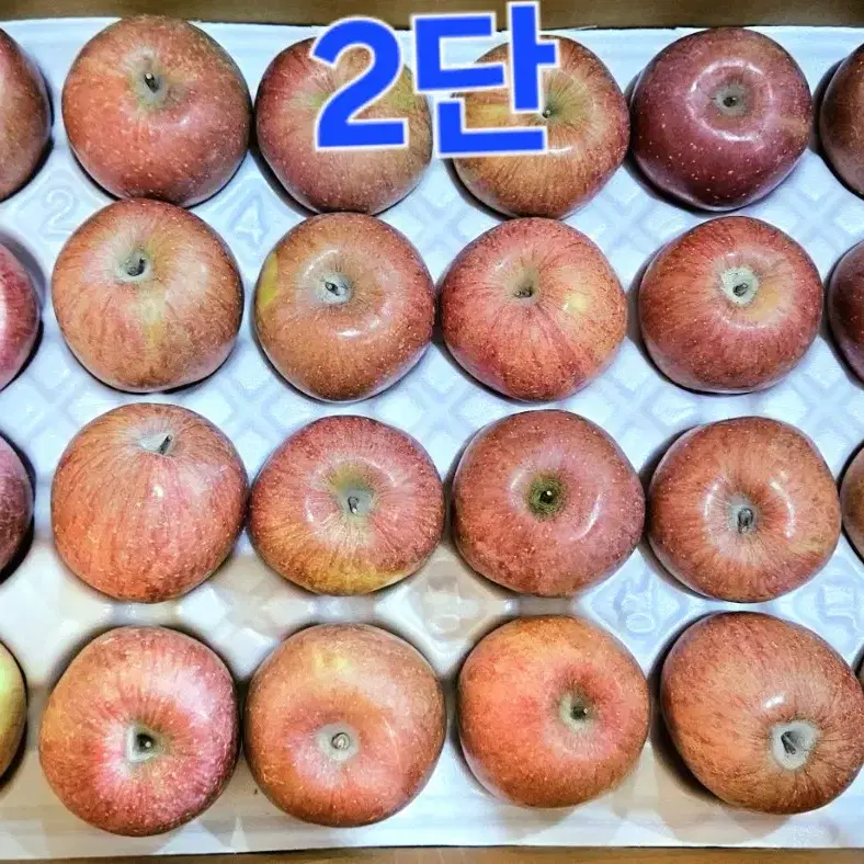 (택포) 충주 사과 10kg 47과 품종'부사'