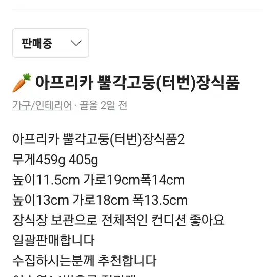 아프리카 뿔각고둥(터번) 장식품2점