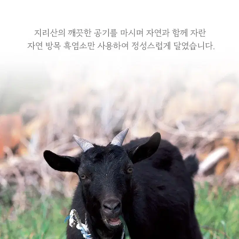 무료배송 자지리산마천농협 자연이 키운 흑염소 진액스틱