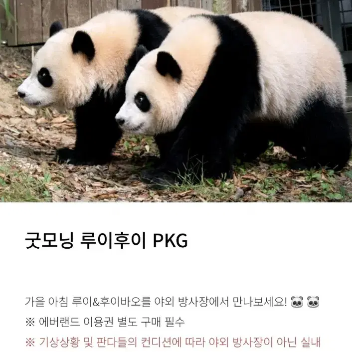 굿모닝루이후이,굿모닝루후양도,푸바오