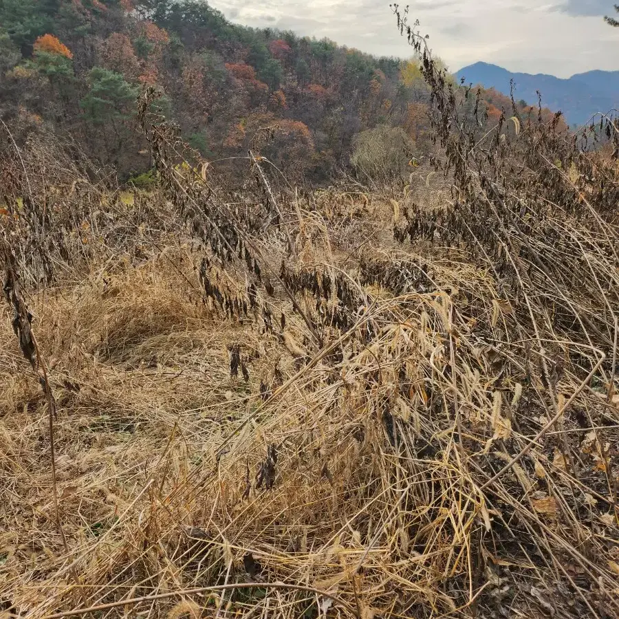 강원 산골 돼지감자