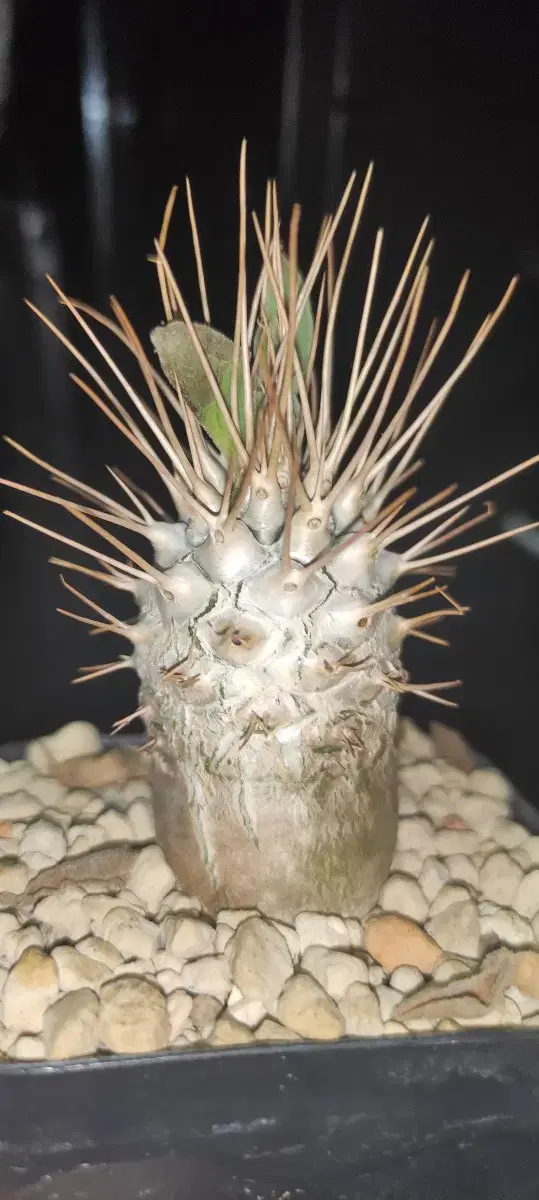 Pachypodium namaquanum 광당