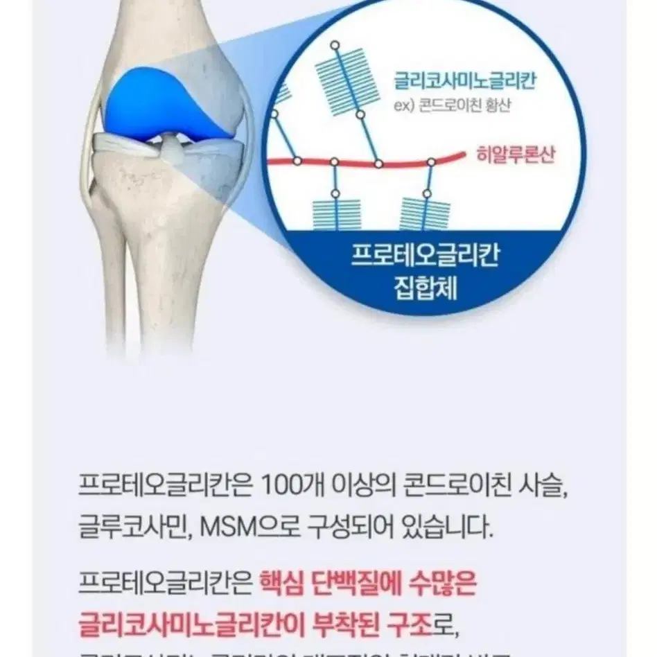 프로테오글리칸 연어코연골 정