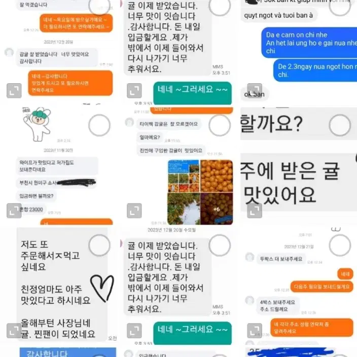 제주도 노지감귤 10키로 15000원