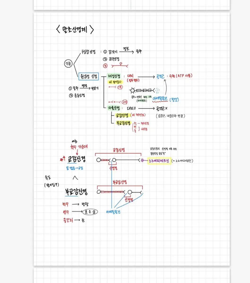 수능/내신 생명과학1 기본+실전개념 필기노트(굿노트 80페이지 상당)