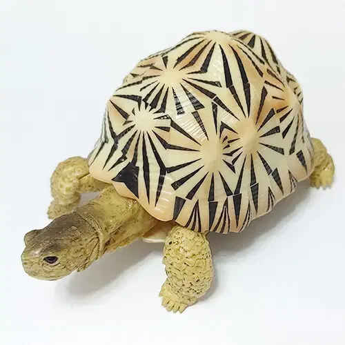 Vahn's Turtle Biography Vol. 2 Secret White Radiated Turtle Figure