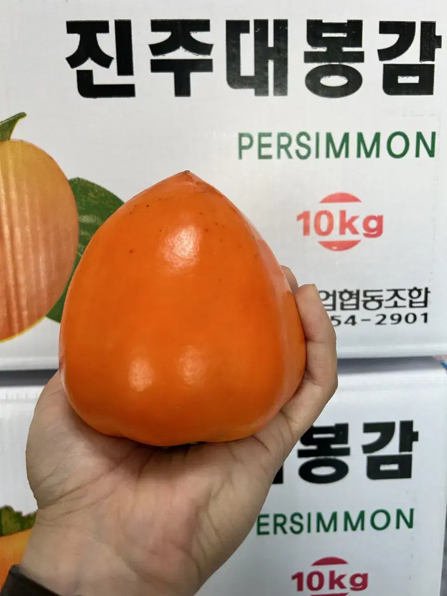 진주 금곡산 대봉감(특대) 판매해요(10kg 28~32/겨울간식)