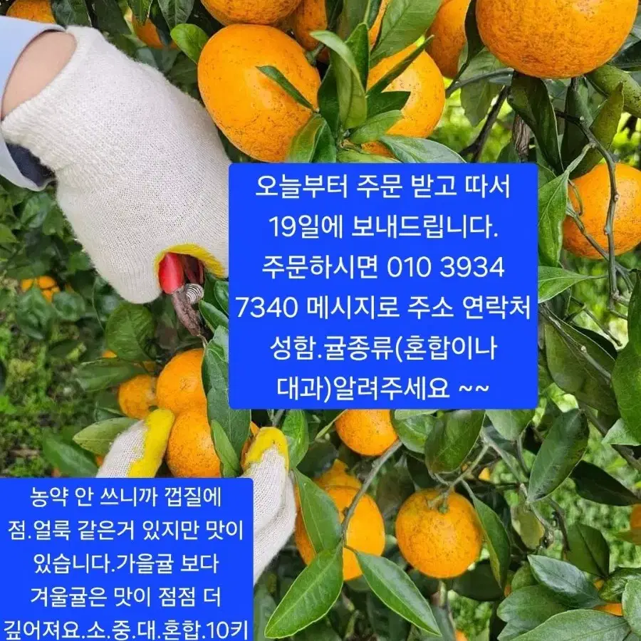 노지감귤.10키로 15000원