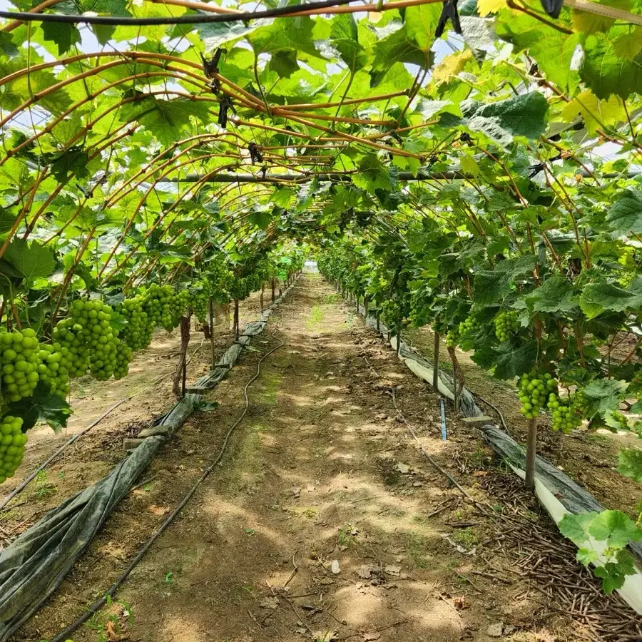 김천 산지직송 고당도 샤인머스켓 팔아욥!! 알 엄청 커요!!