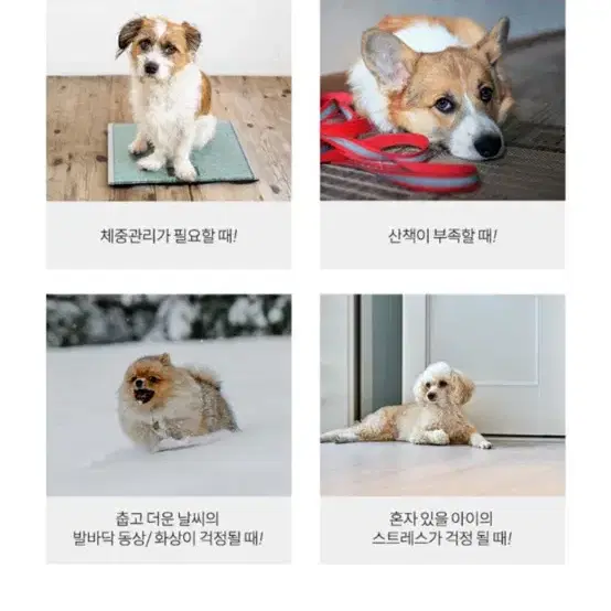 강아지 런닝머신 판매