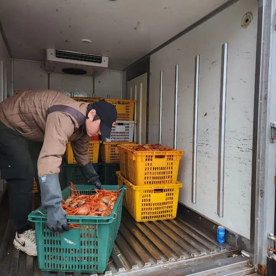 부산 5미 1.5kg 구룡포 직송 A급 홍게찜