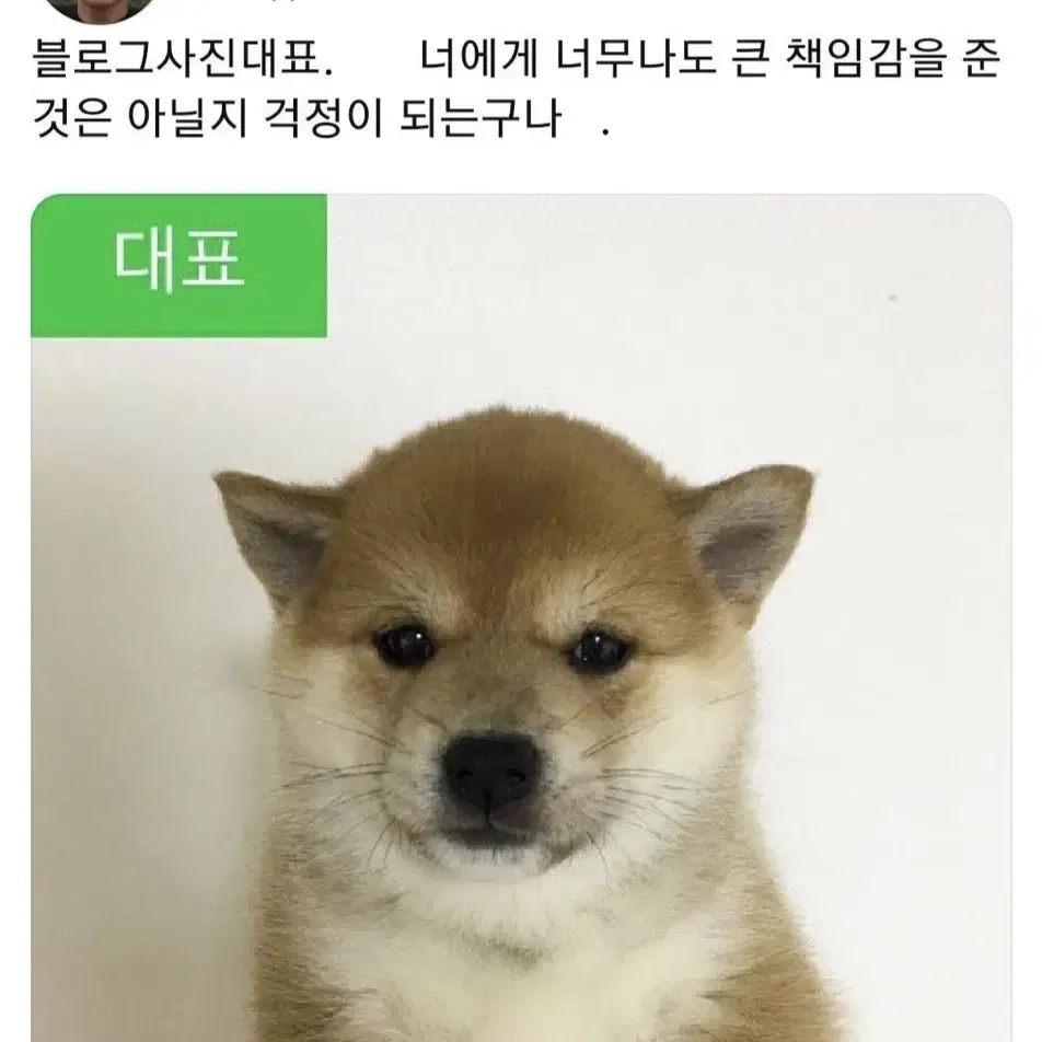 (미개봉) 가비지타임 성준수 인형 준수냥이 판매합니다!