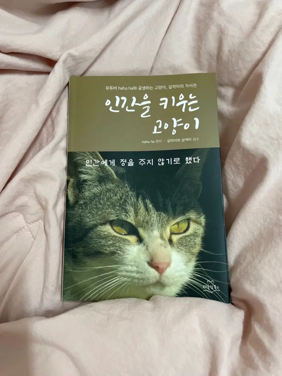 책갈피 증정) 인간을 키우는 고양이 유튜버 하하하