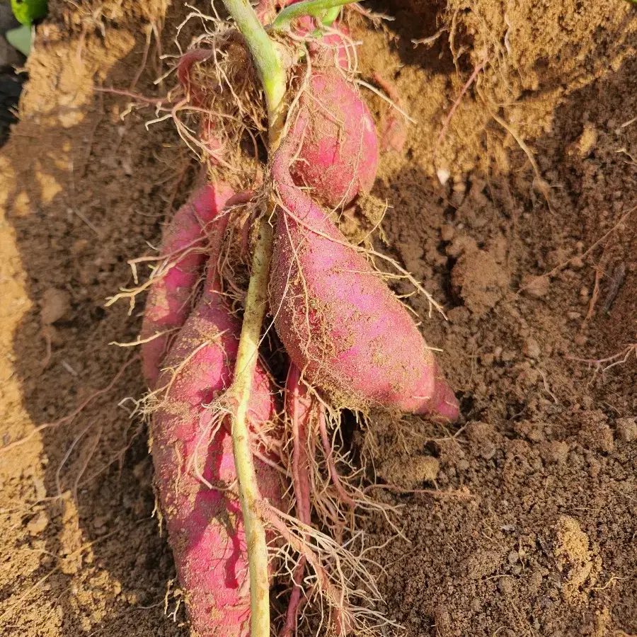 문막산 꿀고구마