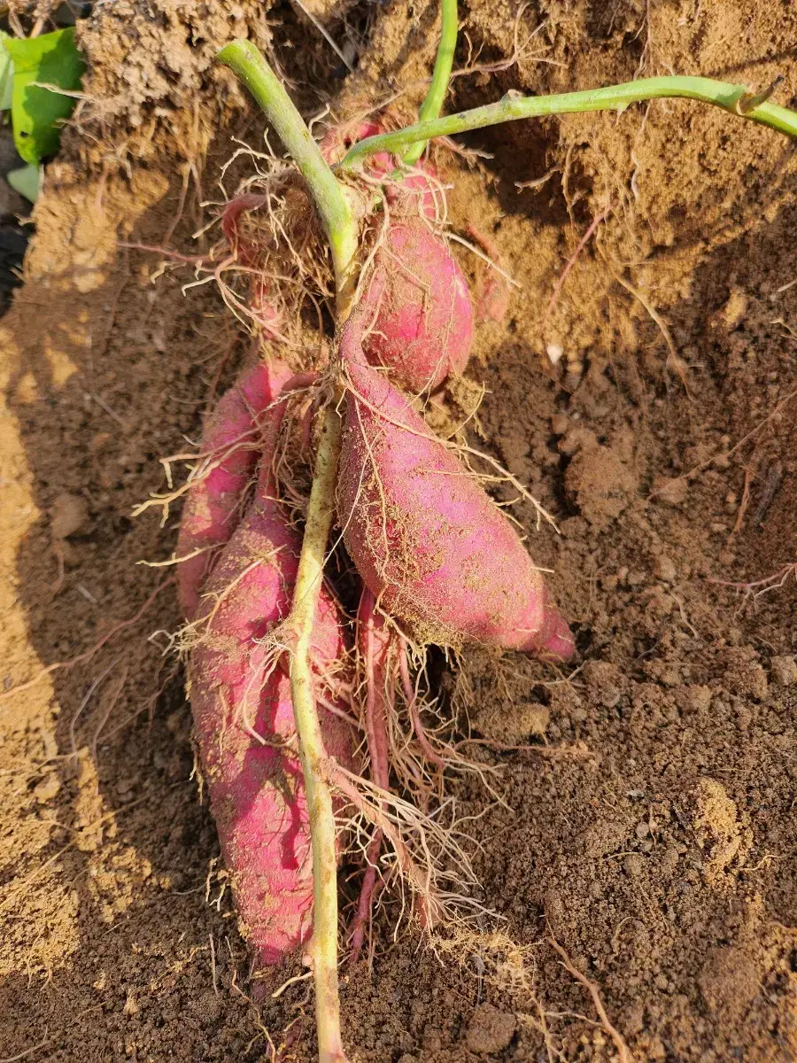 문막산 꿀고구마