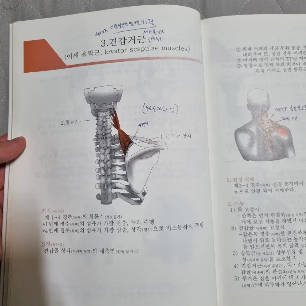 누구나 쉽게 보는 근육학 (통증은 왜 생길까?)