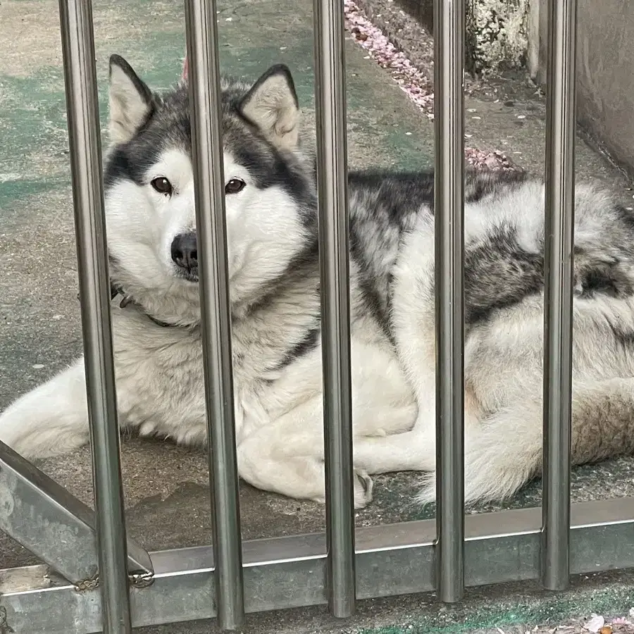 버즈2왼쪽블랙모델판매합니다