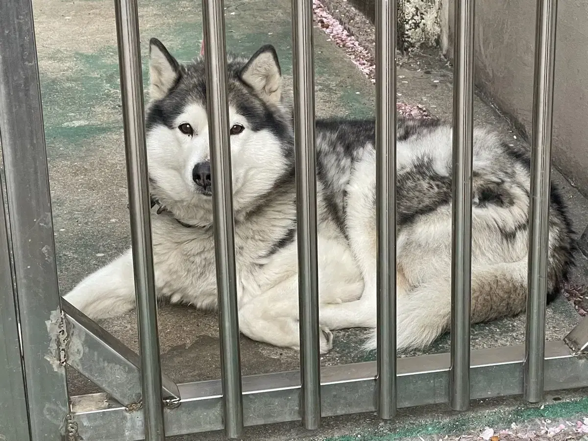 버즈2왼쪽블랙모델판매합니다