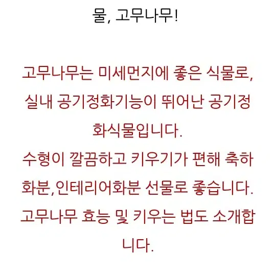 고무나무 인도고무나무 공기정화식물 미세먼지제거식물 관상식물