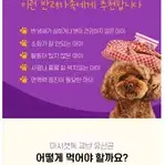 [새제품] 마시캣독 큐브 강아지 유산균 2통, 생 플로린 포스트바이오틱스