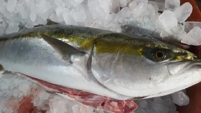 기름과 맛이 제대로 차오른 돼지 대방어회 300g