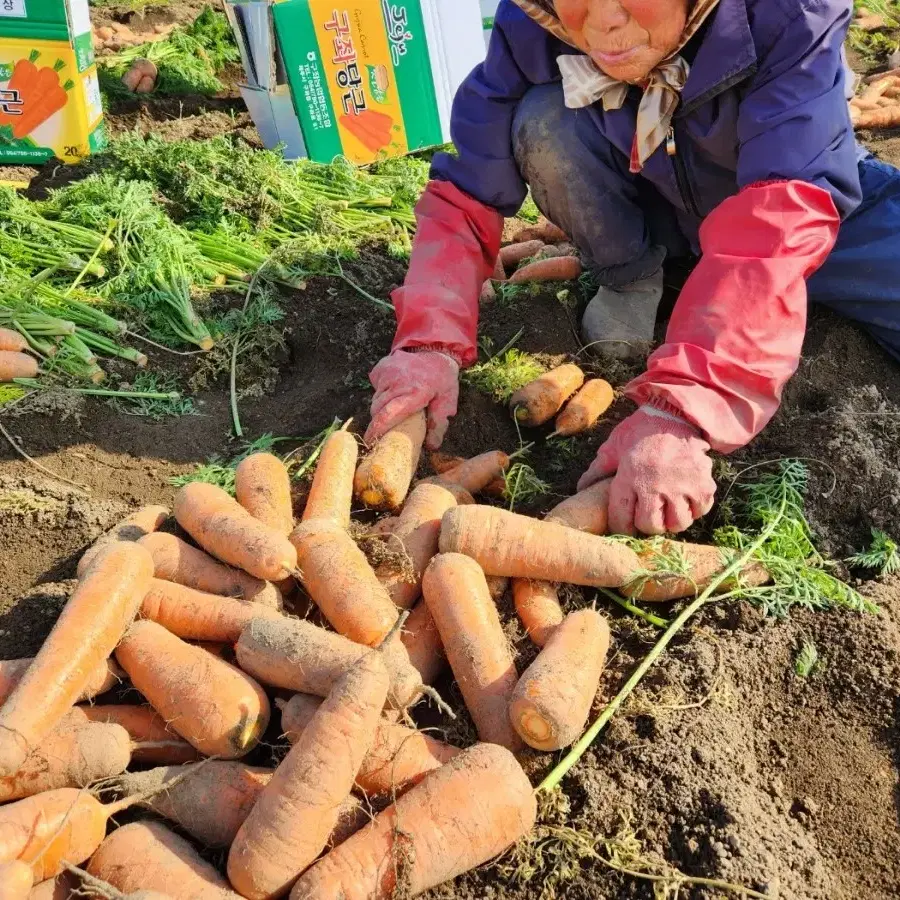 제주도 구좌당근이 왔습니다. 구경하세요(당근 몸에좋은거 아시죠)