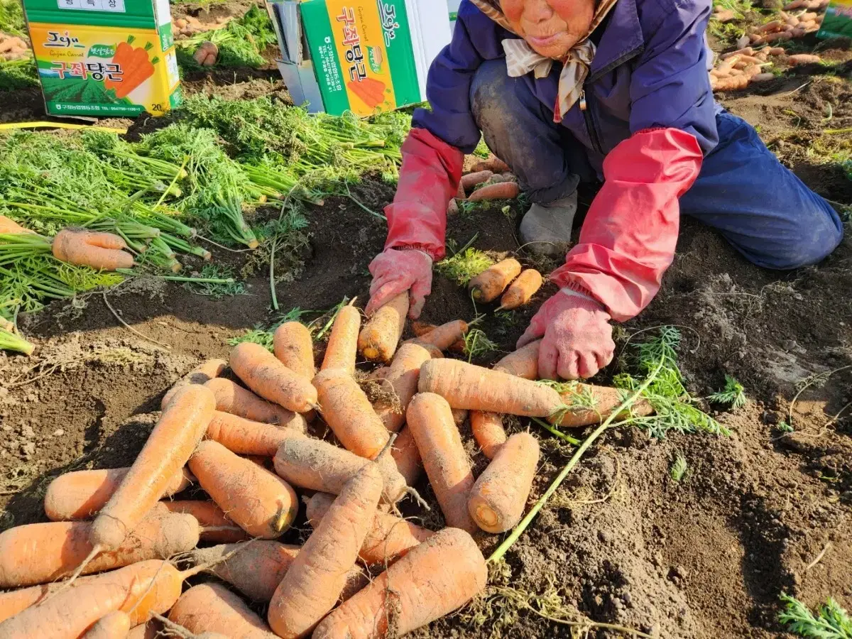 제주도 구좌당근이 왔습니다. 구경하세요(당근 몸에좋은거 아시죠)