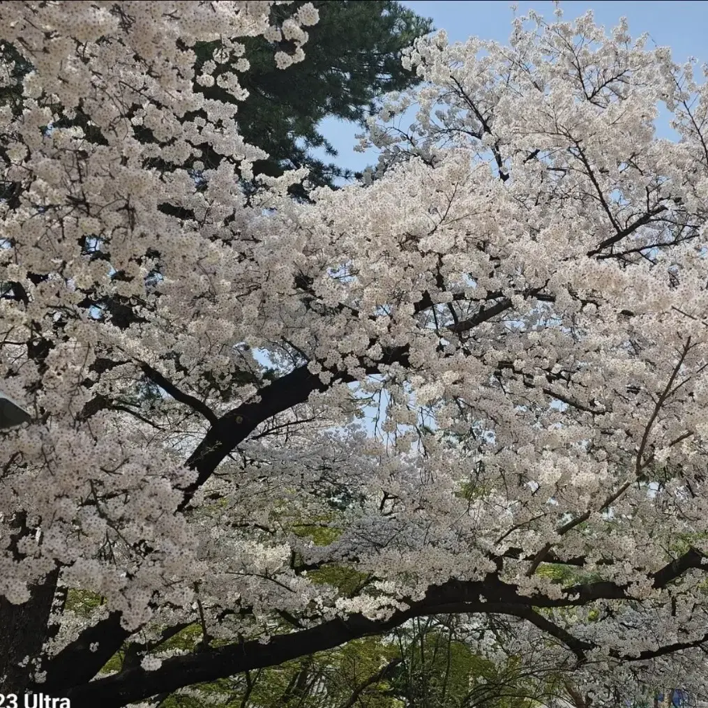 1월 설연휴  한화리조트 경주 양도합니다