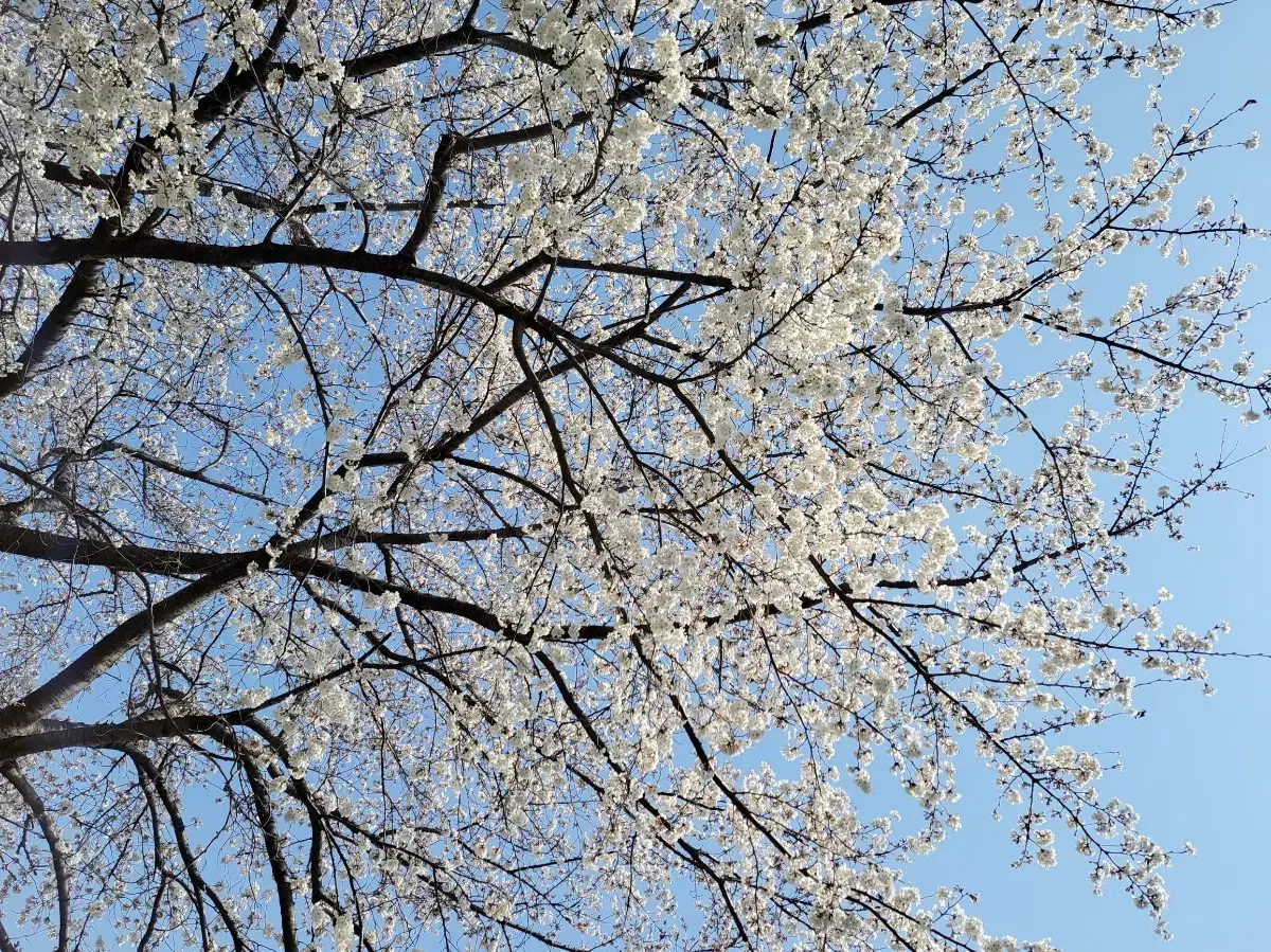 헤어 곱창 밴드, 스크런치, 머리끈