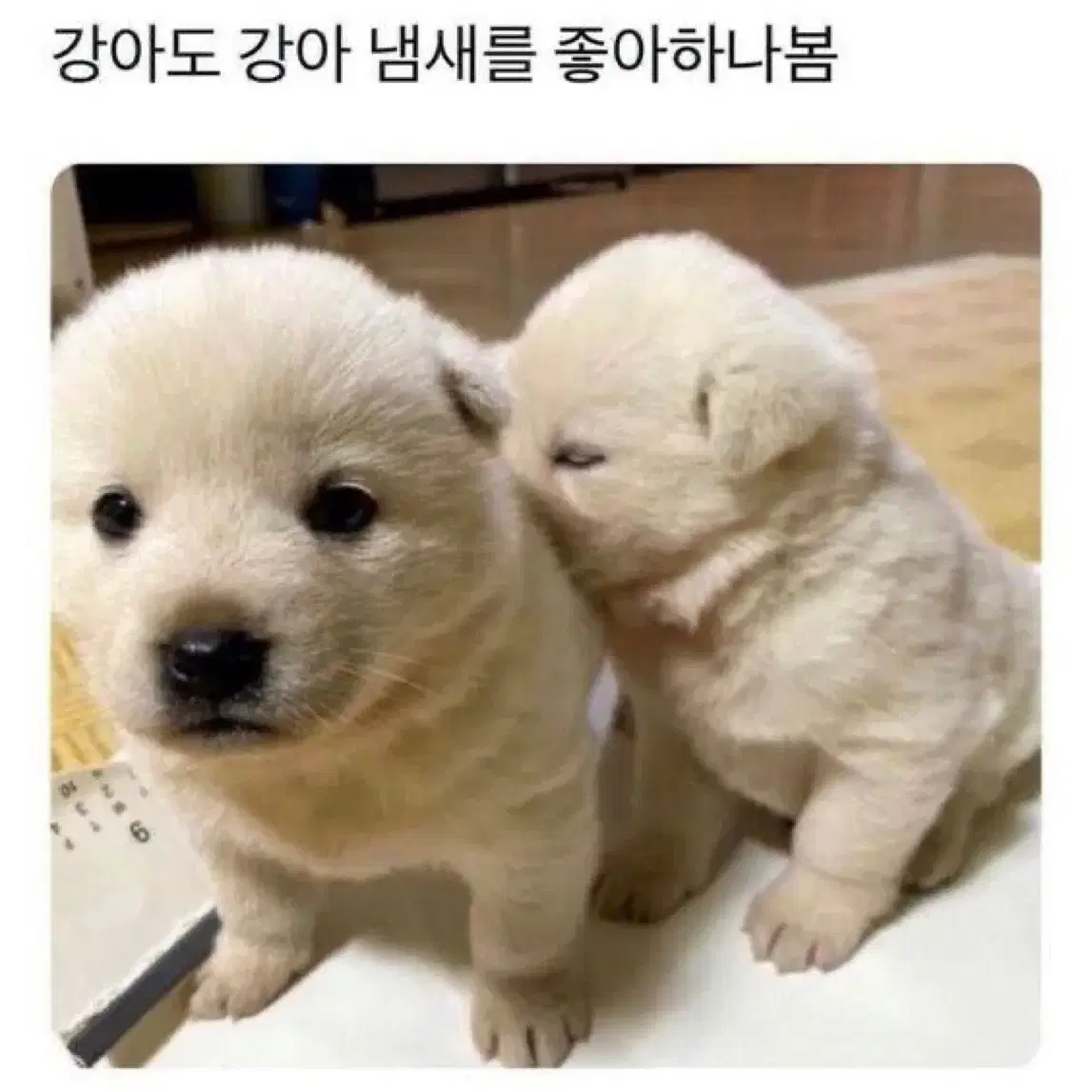 밀리의 ㅅㅈ 1개월