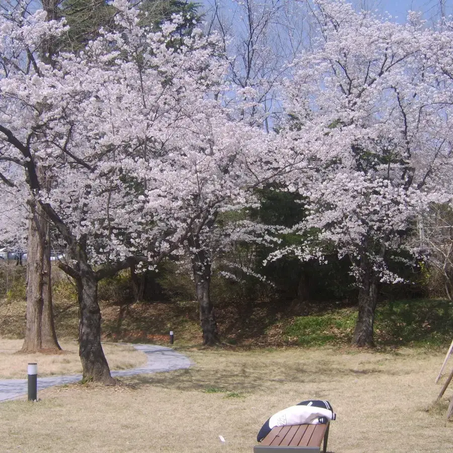 삼성 케녹스 D7 빈티지 디지털 카메라 (700만 화소)