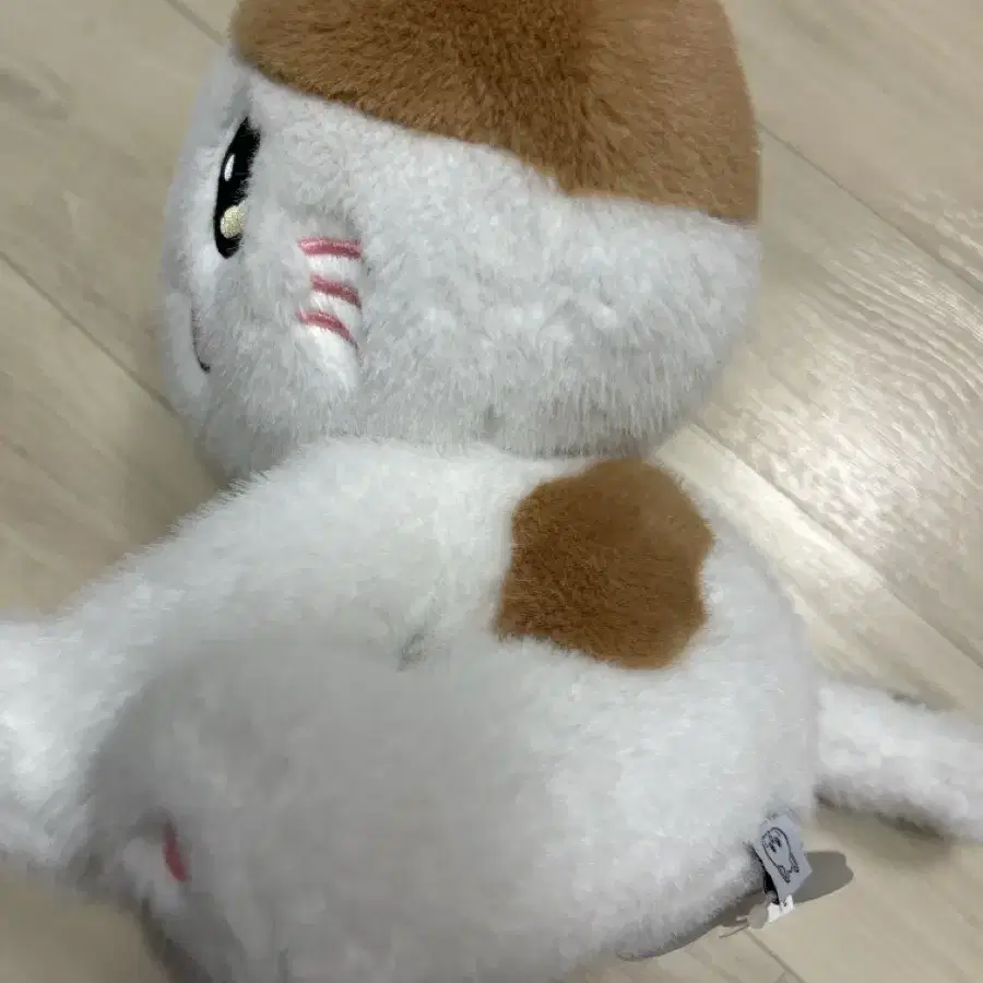 고양이 인형