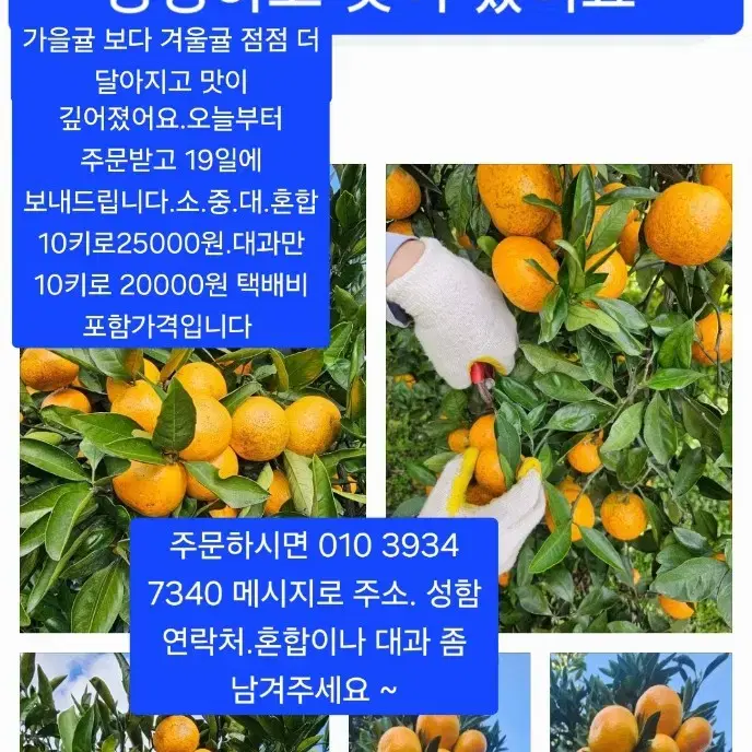 무농약 노지감귤 10키로 15000원