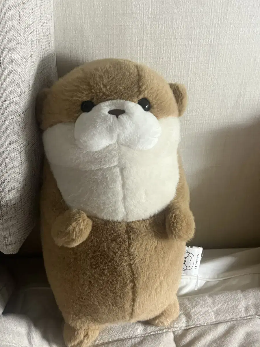 An otter doll with a story, given to me by my ex-boyfriend.