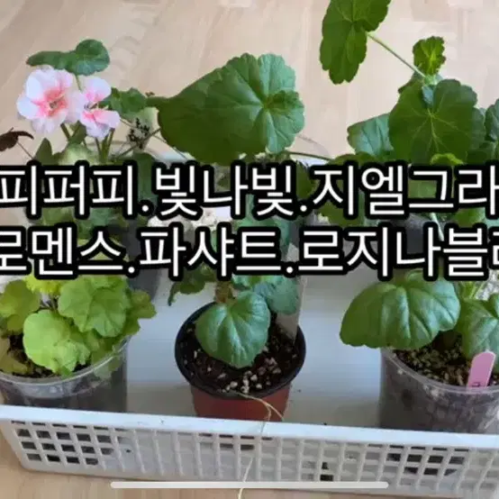 제라늄6종