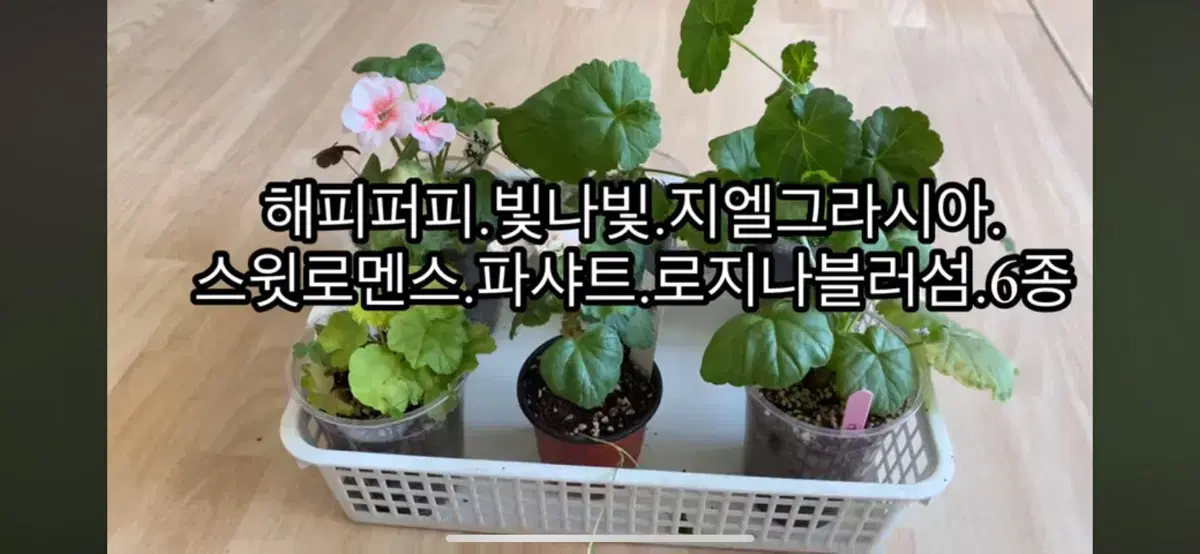 제라늄6종