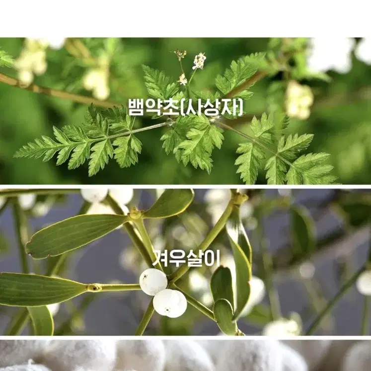 아이소이 시카고 시카 스피디 카밍 패드(시카술톤패드) 100g(70매)