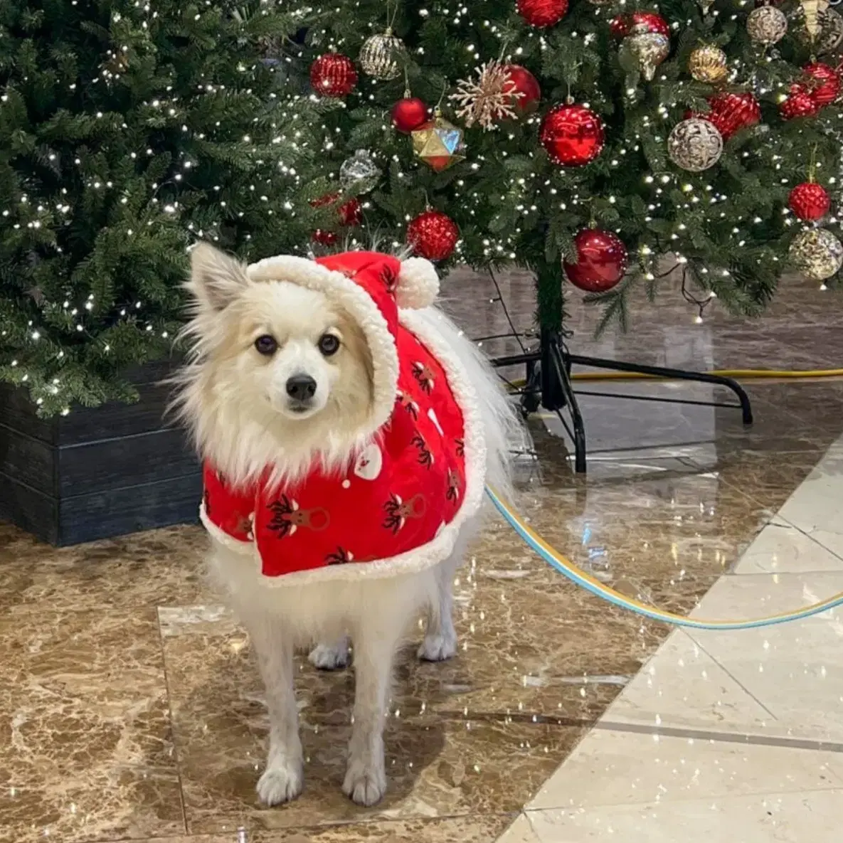 강아지 고양이 크리스마스 망토 꼬깔모자